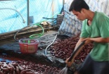 Khoai lang tím Vĩnh Long chưa tới 1.000 đồng/kg