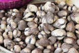 Cẩn trọng với sò huyết giá rẻ bán dọc quốc lộ 1A