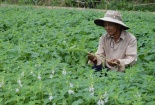 Kỹ thuật trồng mè đen đơn giản, cho năng suất không tưởng