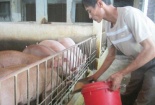 Nuôi lợn bằng thuốc bắc lãi trăm triệu mỗi tháng