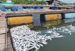 Cá chết hàng loạt vì ô nhiễm, dân ấm ức mang đến UBND tỉnh