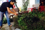 Tiền Giang: Thương lái lạ lại thu mua cau non