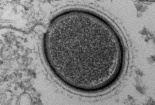 Hồi sinh virus cổ đại khổng lồ bị đóng băng suốt 30.000 năm