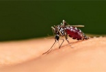 Các thiết bị đuổi diệt muỗi có an toàn như lời quảng cáo?