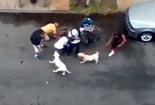 Thả chó pitpull cắn đứt tai người đàn ông trên phố để trả thù