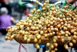 Quất hồng bì chứa dinh dưỡng bảo vệ sức khỏe bà bầu khi chuyển mùa