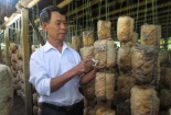 Trồng nấm, lãi 300 triệu đồng mỗi năm