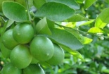 Lá chanh: Vị thuốc Đông y có tác dụng kỳ diệu