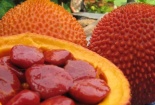 Tác dụng chữa bệnh vượt trội của hạt gấc