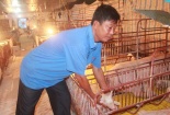 Nuôi lợn gia công lãi tiền tỷ
