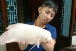 Giải mã ‘quái ngư’ trắng bắt được ở Hồ Tây