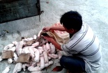 Lào Cai: Kịp thời ngăn chặn 600 kg nội tạng gia súc lậu từ Trung Quốc