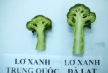 Mẹo hay nhận biết súp lơ Trung Quốc nhanh chóng