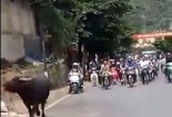 Trâu để cúng bỗng 'điên cuồng' lao ra đường húc người dân
