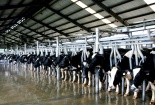 Vinamilk dồn lực cho dự án chăn nuôi bò sữa công nghệ cao