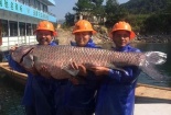 Cá trắm đen khổng lồ nặng 90kg sa lưới ngư dân Trung Quốc