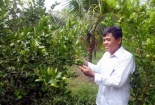 Bán lá chanh ăn gà luộc sang Tây thu triệu đô