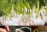 Học cách trồng tỏi tại nhà cho củ tươi ngon quanh năm
