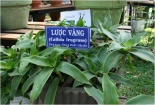 Chữa đau lưng hiệu quả với dưỡng chất từ cây lược vàng