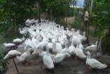 Chế độ thức ăn, nước uống trong kỹ thuật chăn nuôi vịt 