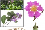 Tác dụng chữa tiểu đường vượt trội của cây bằng lăng