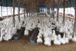 Kỹ thuật chăn nuôi vịt theo hướng nuôi nhốt hoàn toàn 