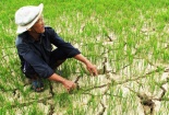 El Nino: Nước sông Tiền, sông Hậu cạn kiệt nhất trong lịch sử