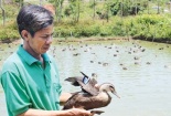 Nuôi vịt trời làm giàu trên cao nguyên