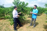 Quảng Ninh: ‘Làm giàu không khó’ từ chanh đào
