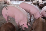Vì sao Trung Quốc lùng sục mua heo siêu mỡ?
