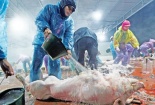 Nhiều công ty sử dụng chất cấm trong chăn nuôi bị phanh phui