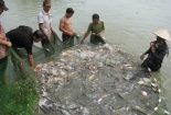 Bắc Giang: Nâng cao năng suất chất lượng giống thủy sản