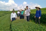 Năng cao năng suất chất lượng sản phẩm chè huyện Hải Hà-Quảng Ninh