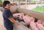 TP.HCM: Trung Quốc lại ráo riết thu mua lợn trên 120kg