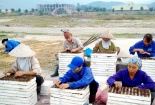 Vingroup dồn sức cho dự án nông nghiệp công nghệ cao VinEco