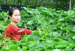 Tạo thế đứng vững chắc cho nhãn hiệu tập thể ‘ngọn su su Sa Pa’