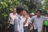 Đăk Lăk: Mô hình cây công nghiệp trồng xen cây cà phê cho năng suất cao