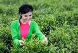 Khai thác giá trị thương hiệu đặc sản địa phương còn nhiều khó khăn
