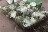 Hơn 200 kg cầy hương và don hoang dã 'đổ bộ' Hà Nội trong đêm