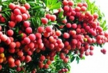 Cần chú ý bài toán chất lượng khi xuất khẩu vải vào Úc