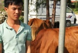Dùng xe tải đi trộm bò liên tỉnh