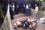 Gà Móng Tiên Phong cho năng suất chất lượng thịt cao