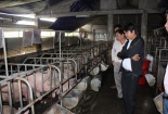 Thừa Thiên Huế: Nuôi lợn và trồng nấm cho năng suất và hiệu quả kinh tế cao