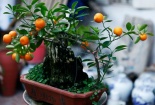 Quất bonsai chơi Tết đắt hàng