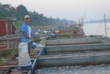 Nuôi cá trên sông lãi 600 triệu đồng/năm