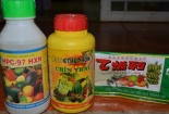 Thuốc thúc chín trái cây có thật sự độc hại?