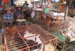 Virus cúm A/H7N9 lây lan qua gia cầm từ Trung Quốc 