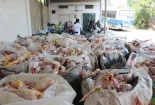 200 con gà làm sẵn bốc mùi trên xe khách