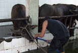 Bơm nước vào bò làm tăng trọng đến 60% trước khi giết mổ 