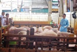 Phát hiện gần 900 con heo tại lò giết mổ sử dụng chất tạo nạc ở TP.HCM